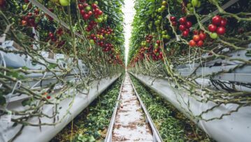 Red and Green Tomato Plants on Train Rail